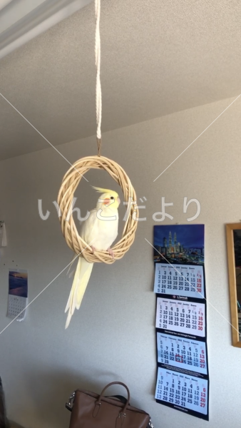 迷い鳥の写真