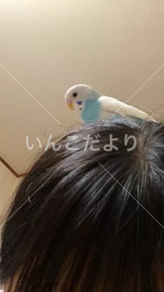 迷い鳥の写真