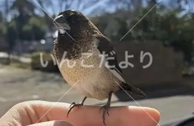 迷い鳥の写真