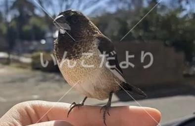 迷い鳥の写真