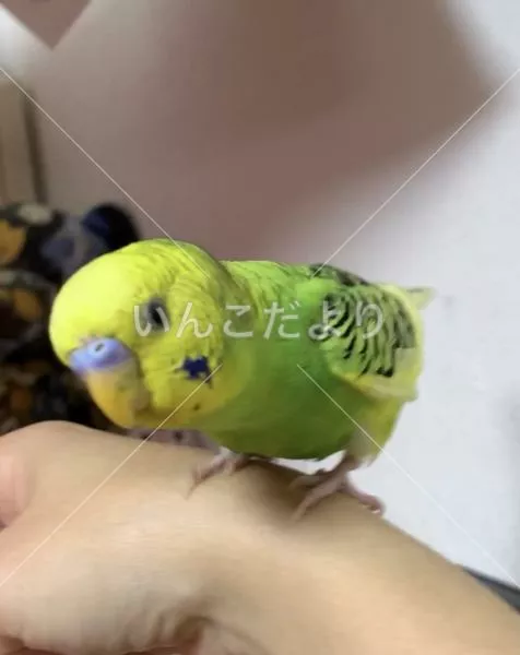 保護鳥の写真
