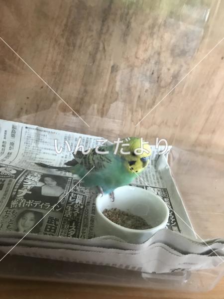 保護鳥の写真