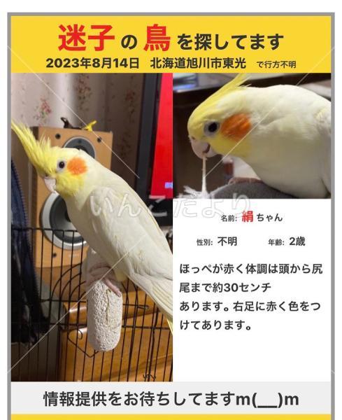 迷い鳥の写真