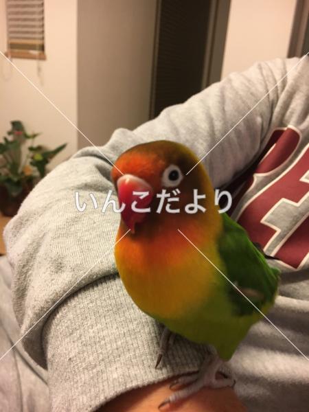 迷い鳥の写真