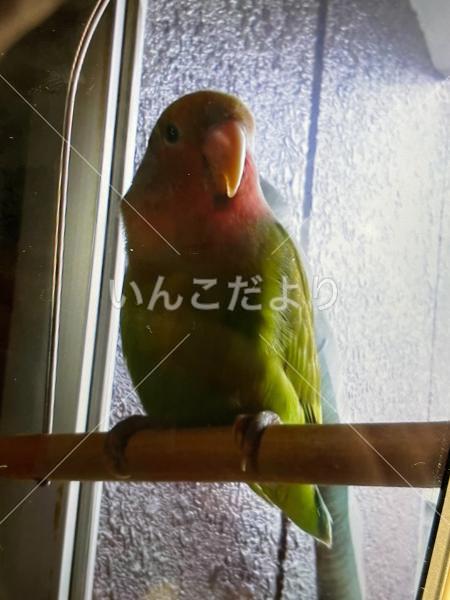 迷い鳥の写真
