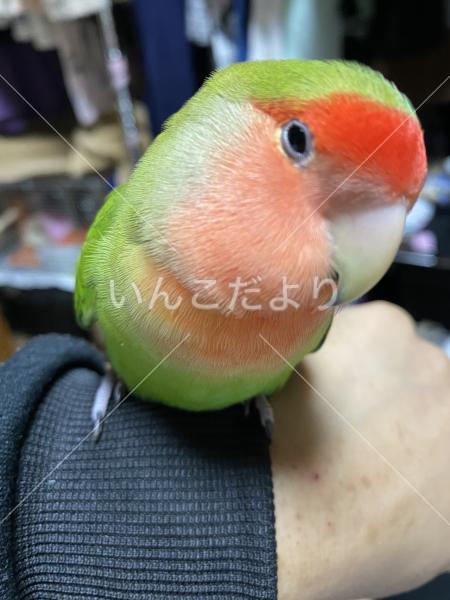 迷い鳥の写真