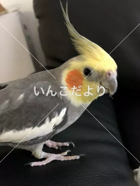 迷い鳥の写真
