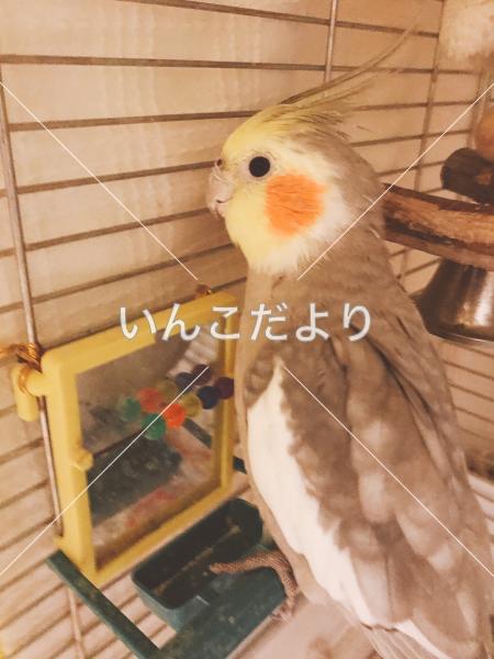 迷い鳥の写真