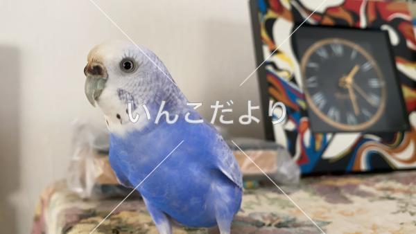 迷い鳥の写真