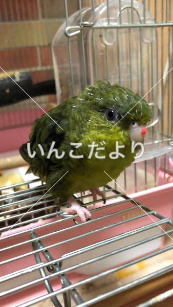 迷い鳥の写真