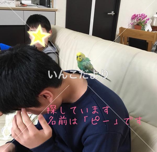迷い鳥の写真