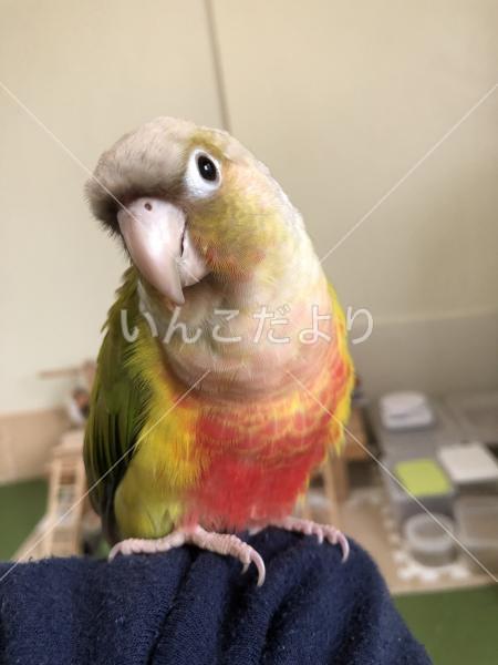 迷い鳥の写真