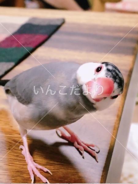 迷い鳥の写真