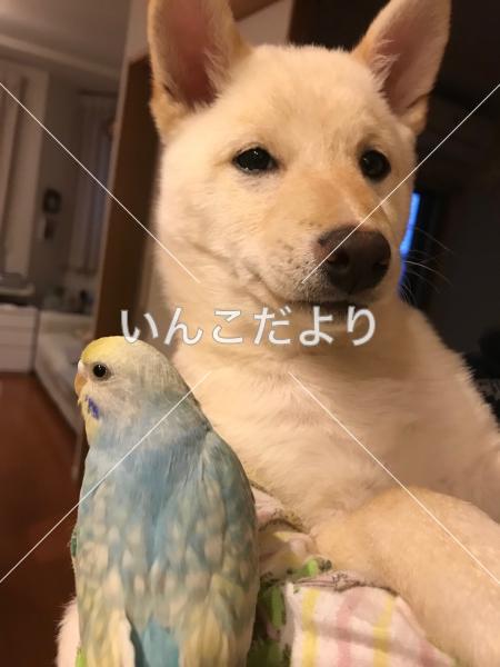 迷い鳥の写真