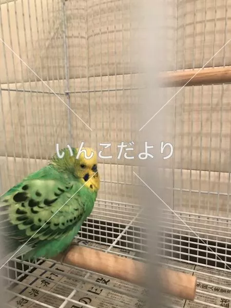 保護鳥の写真