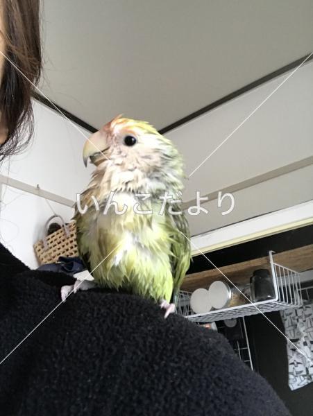 迷い鳥の写真