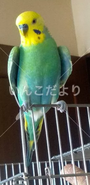 迷い鳥の写真