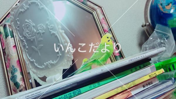 迷い鳥の写真