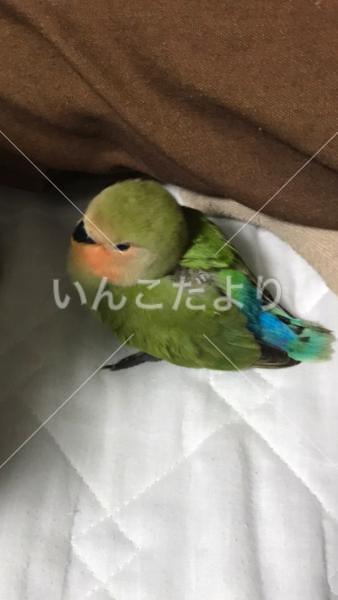 迷い鳥の写真
