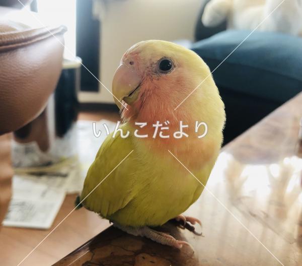 迷い鳥の写真