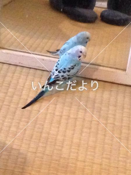 迷い鳥の写真