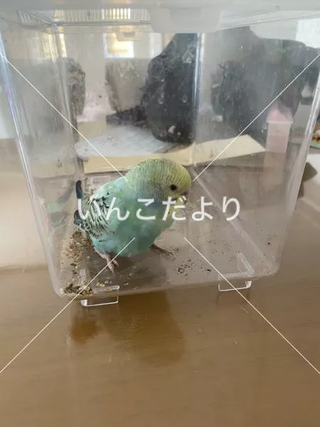 保護鳥の写真