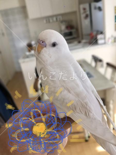 迷い鳥の写真