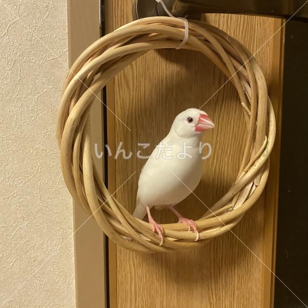 迷い鳥の写真