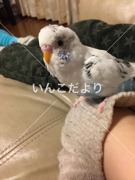 迷い鳥の写真