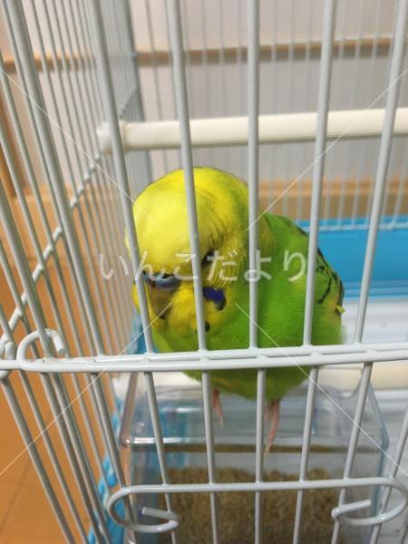 保護鳥の写真