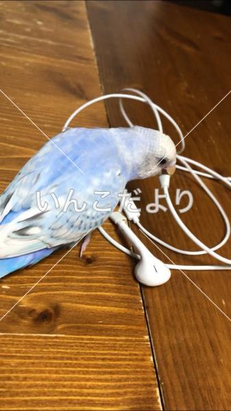 迷い鳥の写真