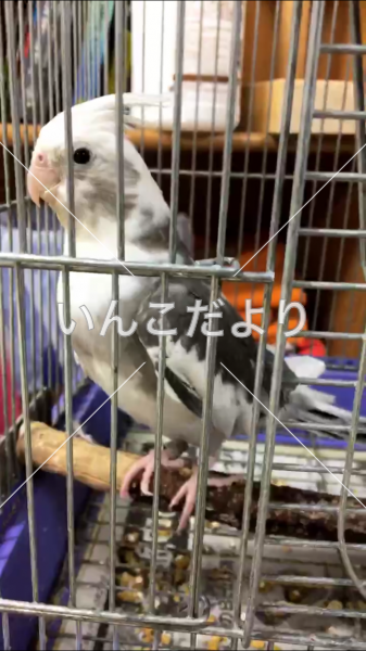 迷い鳥の写真