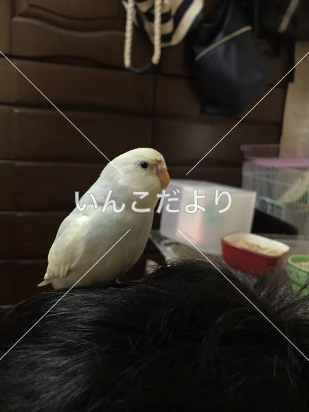 迷い鳥の写真