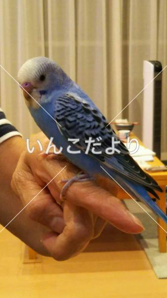 迷い鳥の写真