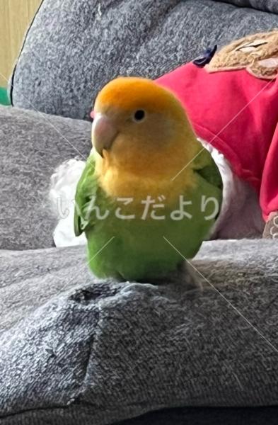 迷い鳥の写真