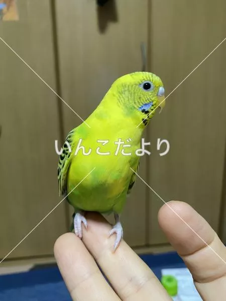迷い鳥の写真