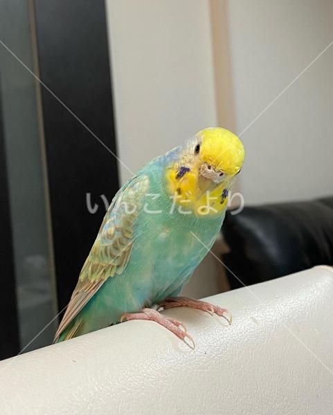迷い鳥の写真