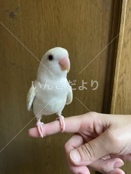 迷い鳥の写真