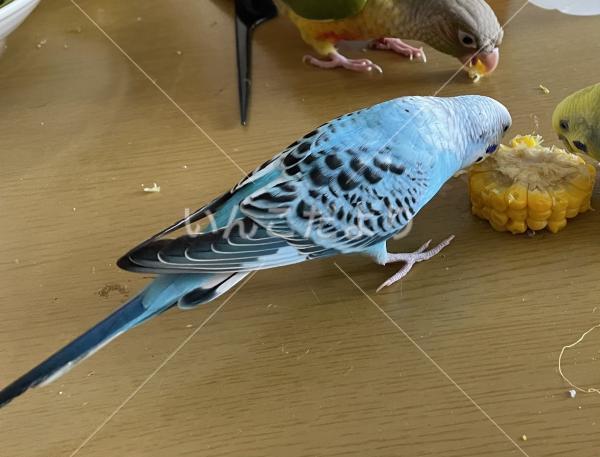 迷い鳥の写真