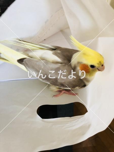 迷い鳥の写真