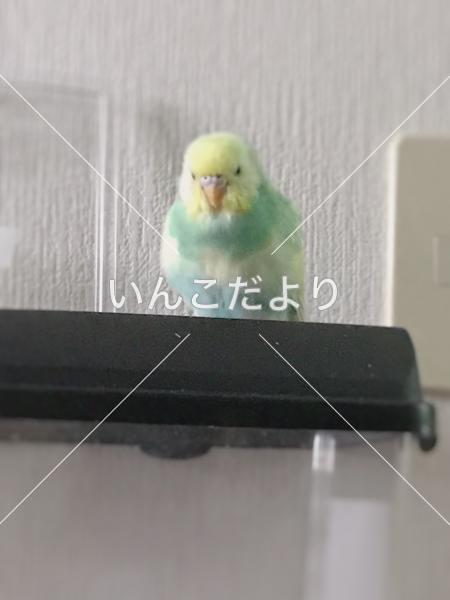 迷い鳥の写真