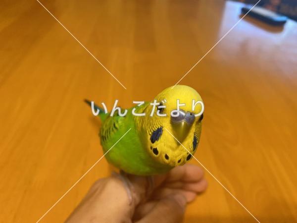 迷い鳥の写真