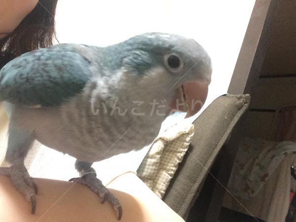迷い鳥の写真