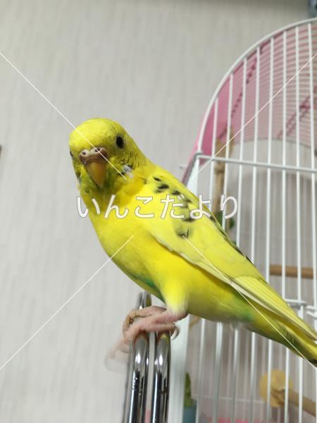 迷い鳥の写真