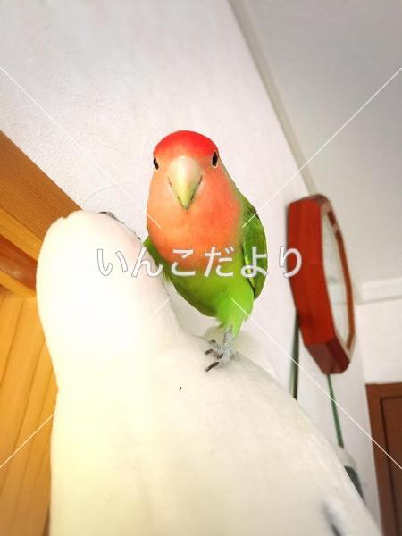 迷い鳥の写真