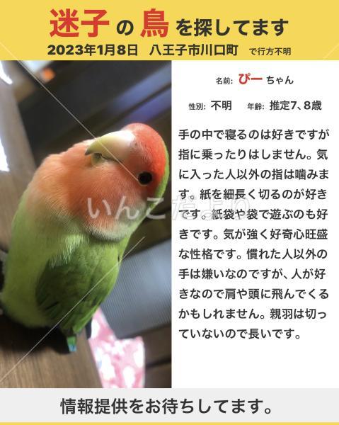 迷い鳥の写真