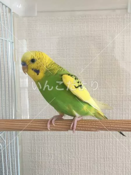 保護鳥の写真