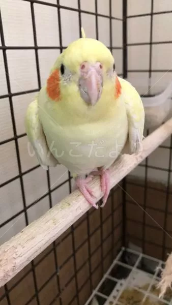 保護鳥の写真