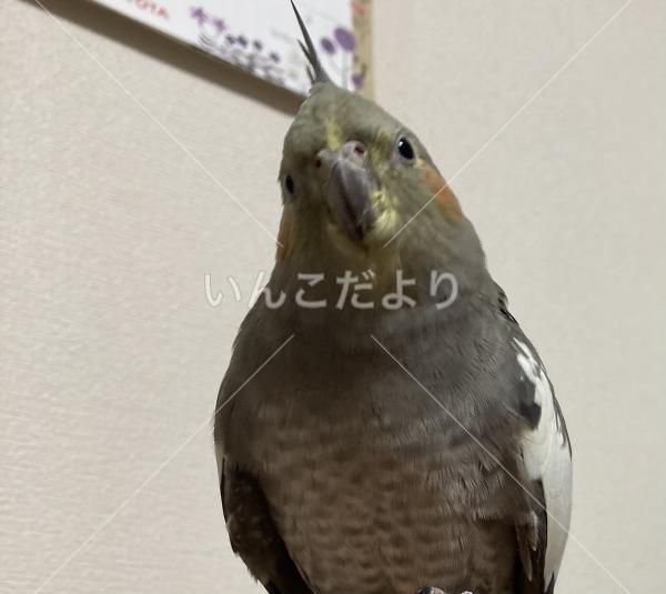 迷い鳥の写真