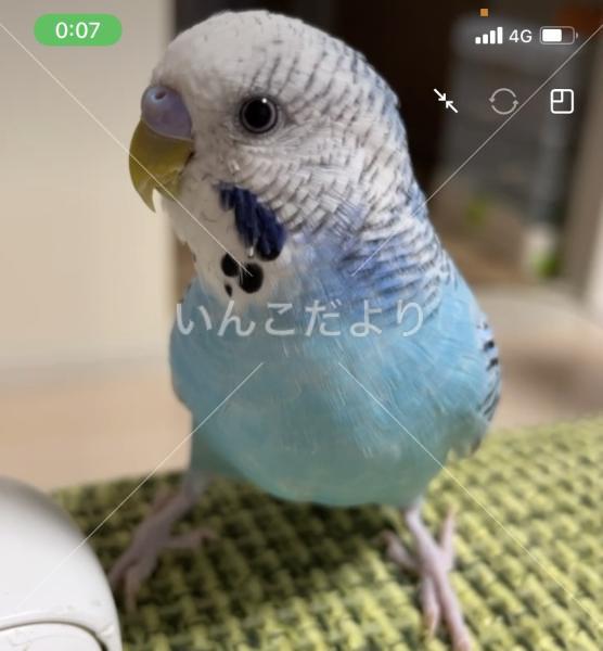迷い鳥の写真